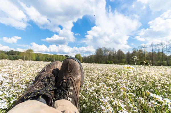 Natur Grün Bunt Bäuerliche Wiese Natur Serie — Stockfoto