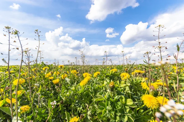 Přírodní Zelené Barevné Venkovské Louka Série Nature — Stock fotografie