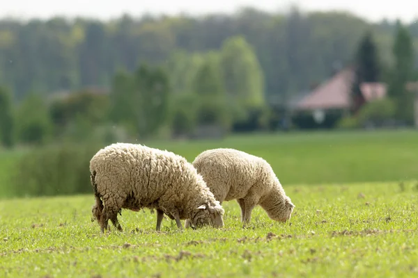 Schafe Auf Gras Mit Blauem Himmel Einige Blicken Die Kamera — Stockfoto