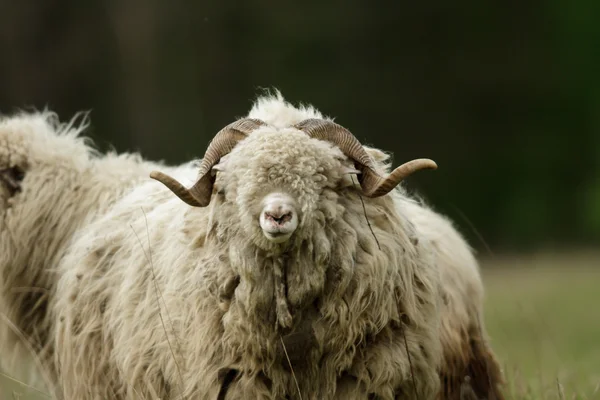 Moutons Sur Herbe Avec Ciel Bleu Certains Regardant Caméra — Photo