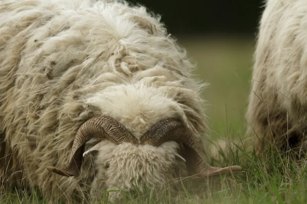 Schafe Auf Gras Mit Blauem Himmel Einige Blicken Die Kamera — Stockfoto