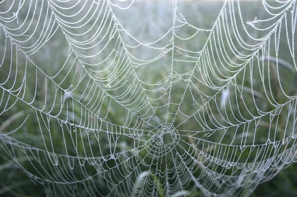 Spinnennetz Mit Buntem Hintergrund Natur Serie — Stockfoto