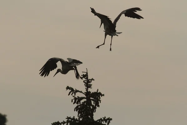 Cegonhas Grama Verde Dia Ensolarado Série Natureza — Fotografia de Stock