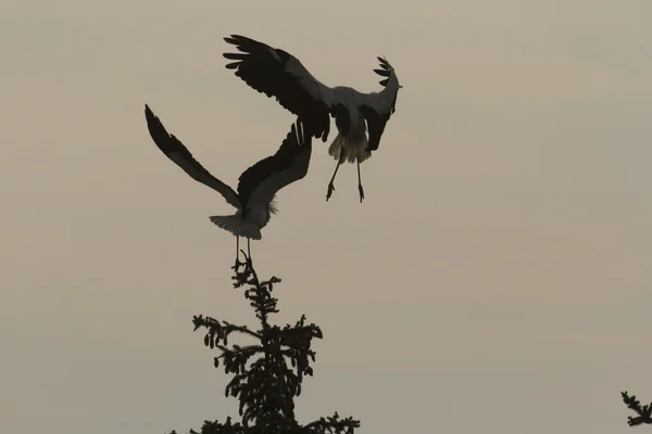 コウノトリは自然シリーズ 晴れた日に緑の草 — ストック写真