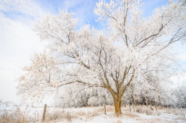 Alberi Ricoperti Neve Nella Foresta Invernale Serie Natura — Foto Stock