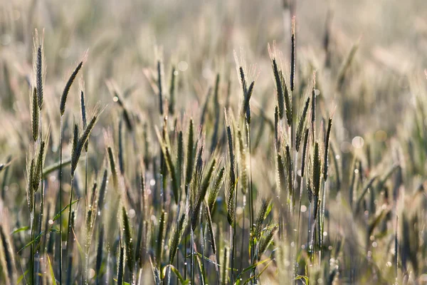 Зеленые Весенние Зёрна Закрывающие Колосья Желтой Пшеницы Поле — стоковое фото