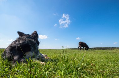 güneşli bir gün, hayvan serisi içinde komik köpek