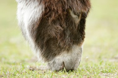 eşek bir alan içinde güneşli bir gün, doğa serisi