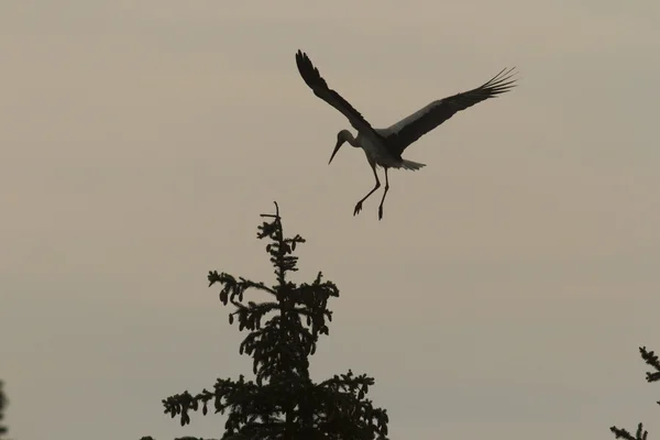 Viele Vögel Ihrem Natürlichen Lebensraum Naturreihen — Stockfoto