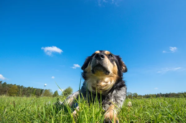 Güneşli Bir Gün Hayvan Serisi Içinde Komik Köpek — Stok fotoğraf