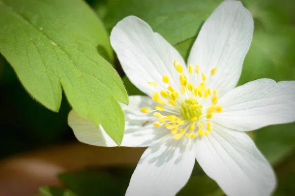 Flowers Colorful Background Macro Photo Nature Series — Stock Photo, Image