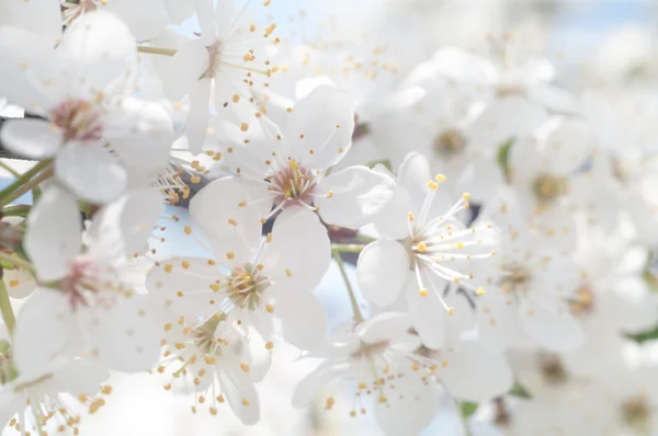 Květiny Jako Barevné Pozadí Makro Fotografie Přírodní Série — Stock fotografie