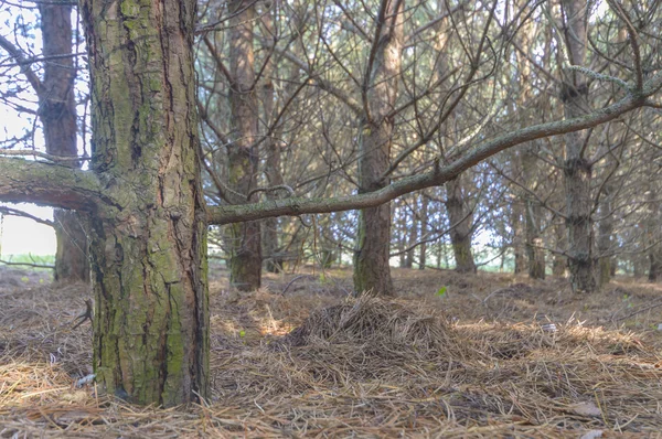 Landscape Young Grey Forest Green Trees Nature Series — Stock Photo, Image