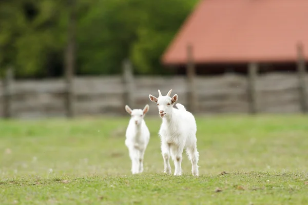 夏の牧草地のヤギ 自然シリーズ — ストック写真