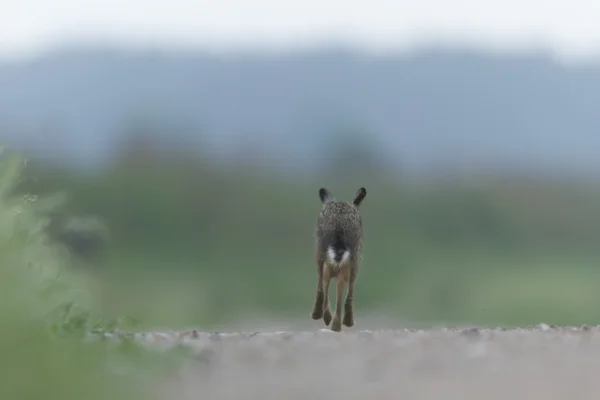 Schattig Grijze Hazen Staande Het Gras Natuur Serie — Stockfoto