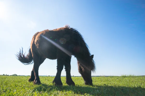 Caballo Campo Animales Granja Series Naturaleza — Foto de Stock