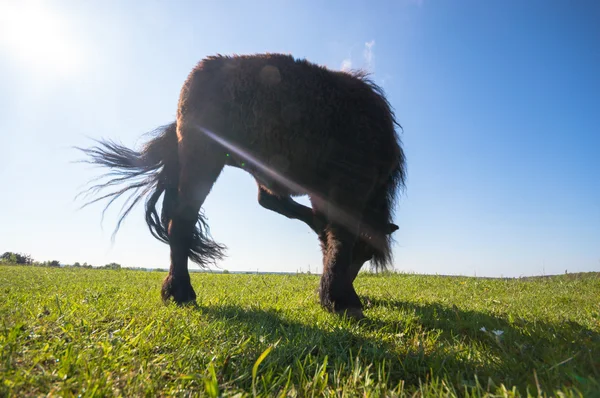 Лошадь Поле Сельскохозяйственные Животные Серия Природы — стоковое фото