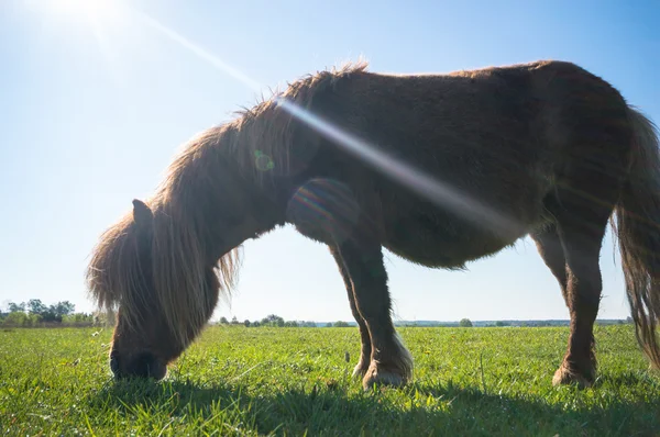 Horse Field Farm Animals Nature Series — Stock Photo, Image