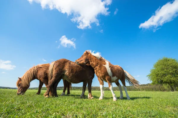 Caballo Campo Animales Granja Series Naturaleza —  Fotos de Stock