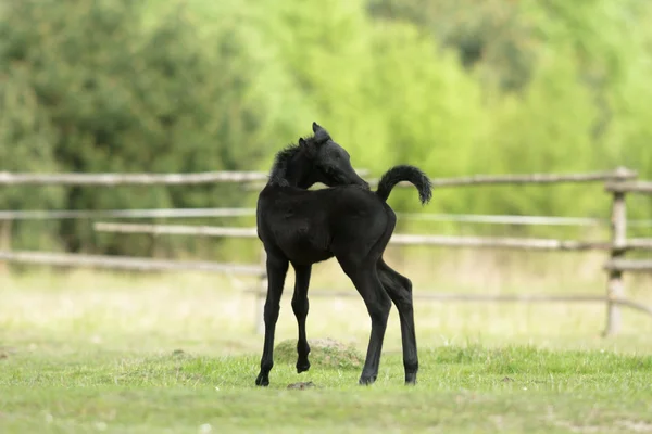 Cheval Dans Champ Animaux Ferme Série Nature — Photo