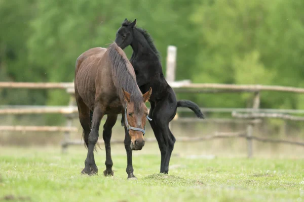 Cheval Dans Champ Animaux Ferme Série Nature — Photo