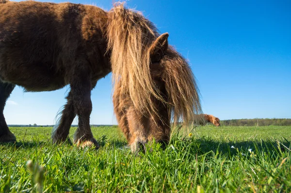 Häst Åker Lantbruksdjur Naturserie — Stockfoto