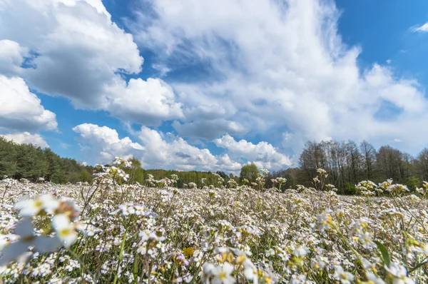 Přírodní Zelené Barevné Venkovské Louka Série Nature — Stock fotografie