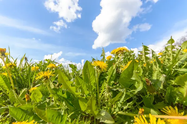 Naturliga Gröna Färgglada Landsbygdens Äng Natur Serien — Stockfoto