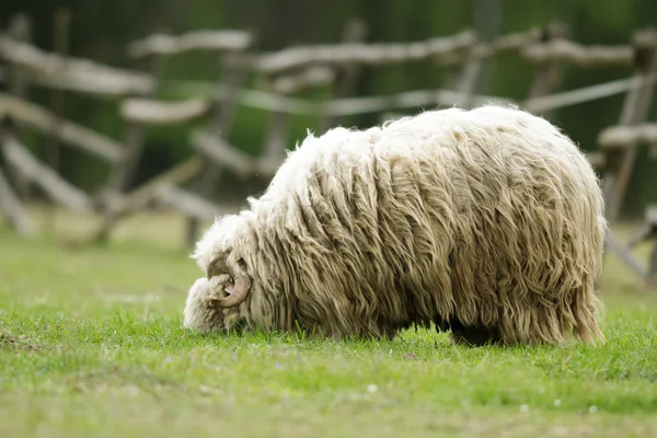 Овцы Траве Голубым Небом Некоторые Смотрят Камеру — стоковое фото