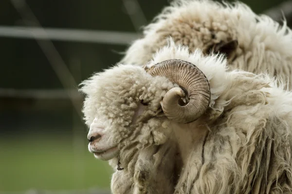 Schapen Gras Met Blauwe Hemel Sommige Kijken Naar Camera — Stockfoto