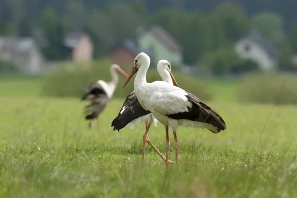 コウノトリは自然シリーズ 晴れた日に緑の草 — ストック写真