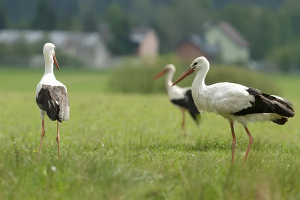 Bociany Zielonej Trawie Słoneczny Dzień Seria Natura — Zdjęcie stockowe