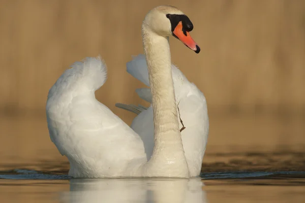 晴れた日の青い湖の白鳥池の白鳥自然シリーズ — ストック写真