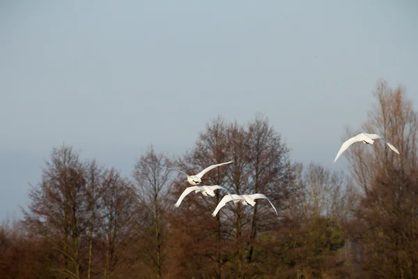 晴れた日には青い湖の水に白鳥 池に白鳥 自然シリーズ — ストック写真