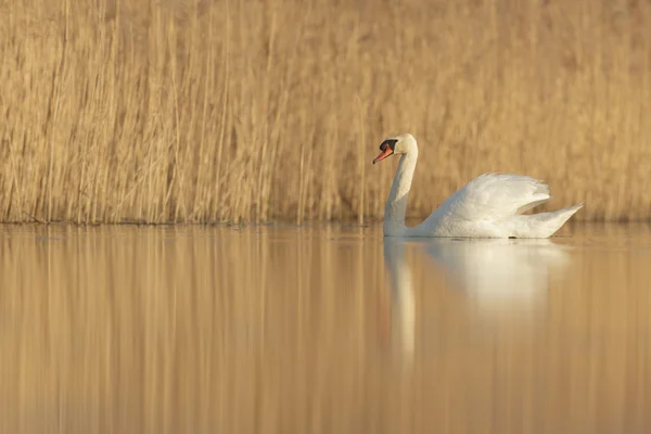 stock image swan on blue lake in sunny day, swans on pond, nature series