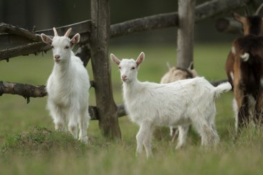 Yaz mera, doğa serisi keçi