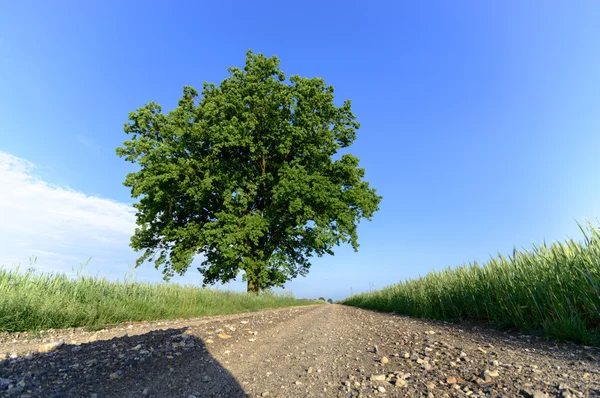 Country Road Leading Horizon Line Nature Series — Stock Photo, Image