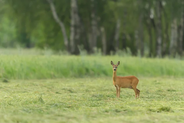 Cerfs Captivité Cerfs Cage Série Nature — Photo