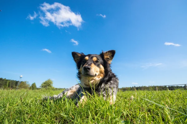 Funny Dog Sunny Day Animals Series — Stock Photo, Image