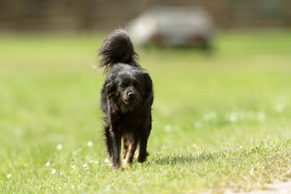 Chien Drôle Dans Journée Ensoleillée Série Animaux — Photo