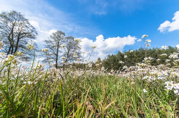 Květiny Jako Barevné Pozadí Makro Fotografie Přírodní Série — Stock fotografie