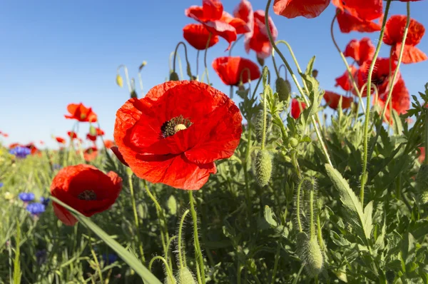 Bloemen Als Een Kleurrijke Achtergrond Macro Foto Natuur Serie — Stockfoto