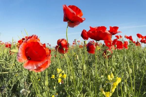 Blumen Als Farbenfroher Hintergrund Makrofoto Naturserie — Stockfoto