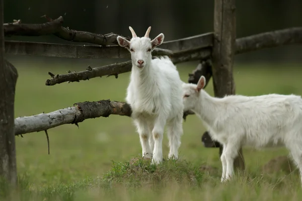 Chèvre Sur Pâturage Été Série Nature — Photo