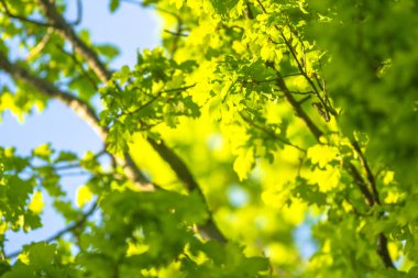 renkli yaprakları, doğa serisi ile doğal arka plan