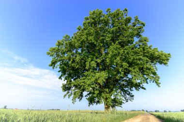 Mavi gökyüzü, doğa serisi ile renk arka plan üzerinde eski büyük ağaç