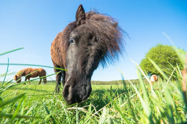 Häst Åker Lantbruksdjur Naturserie — Stockfoto