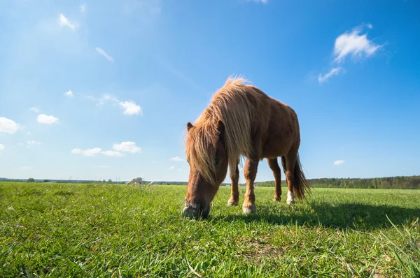 Cheval Dans Champ Animaux Ferme Série Nature — Photo