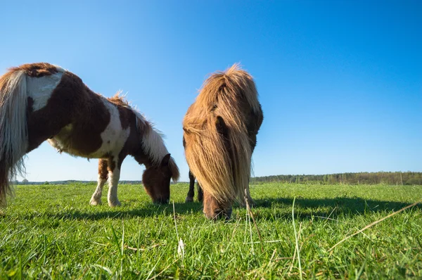 Kůň Poli Hospodářská Zvířata Série Přírody — Stock fotografie