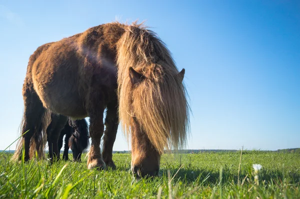 Horse Field Farm Animals Nature Series — Stock Photo, Image